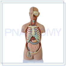 PNT-0311 85CM humain torse cou modèle 3d anatomie modèle médical simulateur